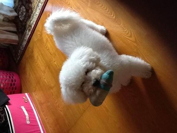 比熊怎么知道纯不纯 区分比熊犬的方法(图2)