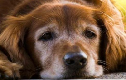 老年犬整样护理？论老年犬的护理关键！(图1)