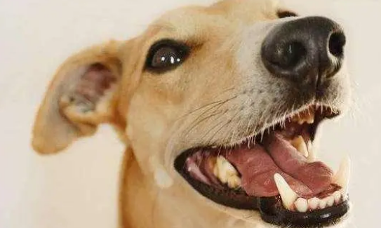 老年犬整样护理？论老年犬的护理关键！(图2)