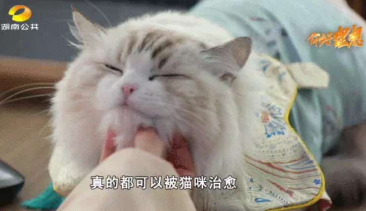 神仙工作!90后湖南妹子北漂返乡过节给猫咪设计汉服 月入7万 边工作边吸猫(图1)