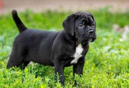 罗威纳和卡斯罗哪个好 遇见对的狗都会好(图1)