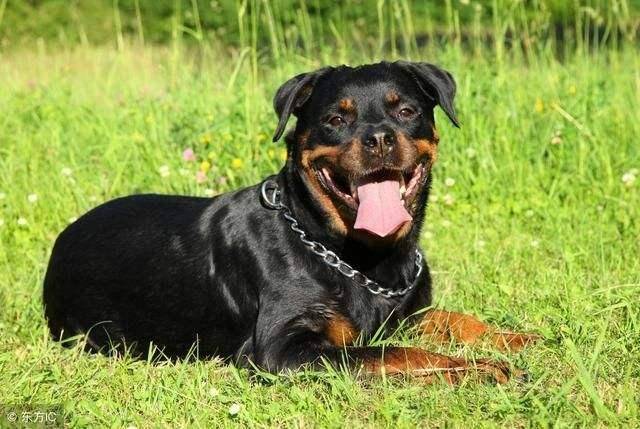 罗威纳和卡斯罗哪个好 遇见对的狗都会好(图2)