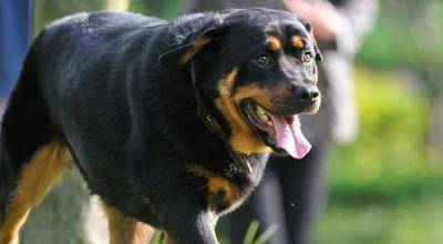 罗威纳和卡斯罗哪个好 遇见对的狗都会好(图3)