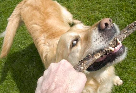 在狗狗特训中添加游戏 有5个益处 能让狗狗学得飞速(图1)