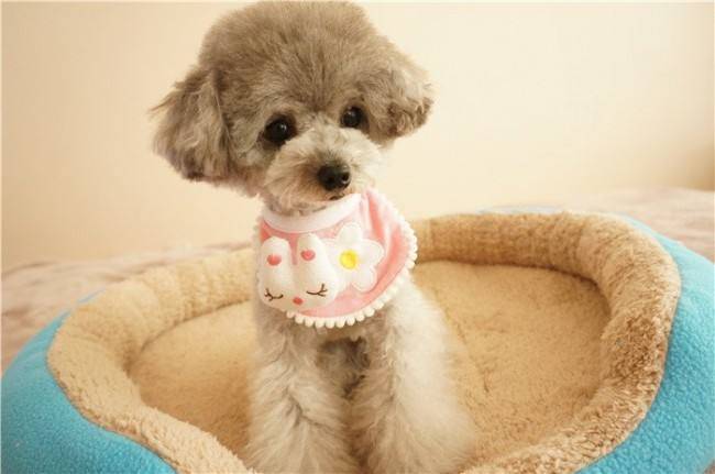 贵宾犬咋养?迅速地能养成秘诀看这里！(图2)