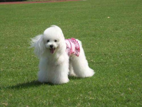 贵宾犬咋养?迅速地能养成秘诀看这里！(图4)