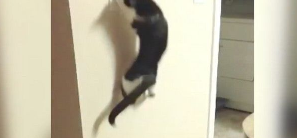 一秒操控不分黑夜猫咪化身小熊熊半夜玩电源开关(图1)