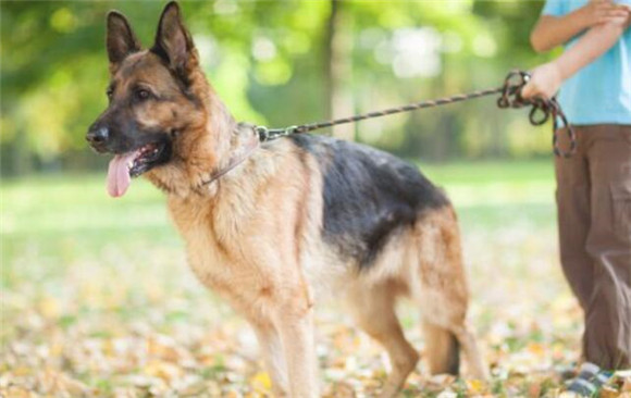 这7种狗应该不能很随意地养 那样一来养了是会忠诚勇敢一生(图1)