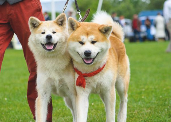 这7种狗应该不能很随意地养 那样一来养了是会忠诚勇敢一生(图2)