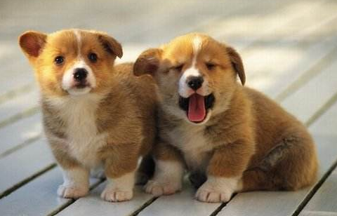 狗狗能活多少年竟然唯有这么短的寿命！(图1)