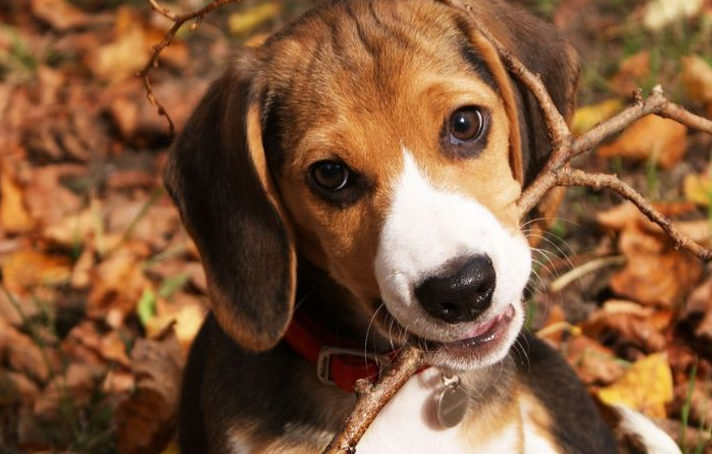 狗狗能活多少年竟然唯有这么短的寿命！(图3)