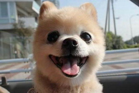 狗狗能活多少年竟然唯有这么短的寿命！(图2)