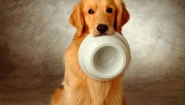 狗为什么不能吃巧克力 铲屎官必知 (图3)