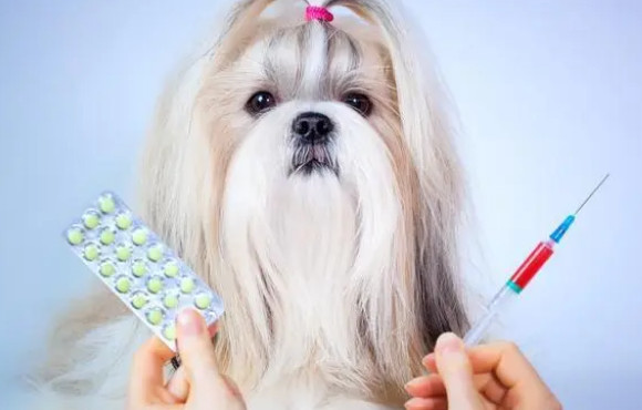 狗狗肠胃炎有哪些症状？小狗患了肠胃炎怎么办啊？(图2)