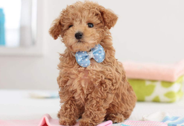 贵宾犬吃什么这些食物千万不能又不能碰(图1)