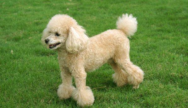 贵宾犬吃什么这些食物千万不能又不能碰(图2)