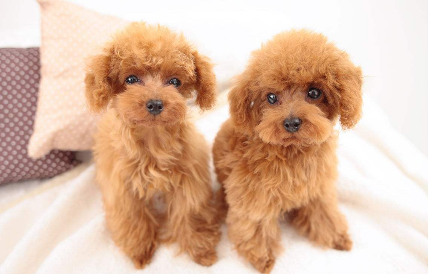 贵宾犬吃什么这些食物千万不能又不能碰(图3)