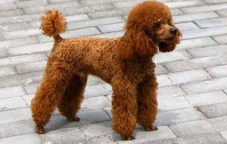 狗界较“通人的本性”的5种狗 你对它好 它跟你一辈子(图1)