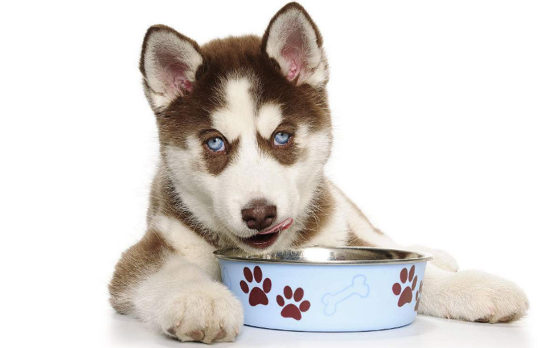 小狗吃多了咋办五大绝招完美的东西帮忙解决(图1)