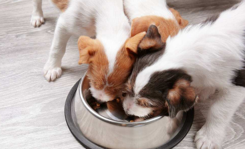 小狗吃多了咋办五大绝招完美的东西帮忙解决(图2)