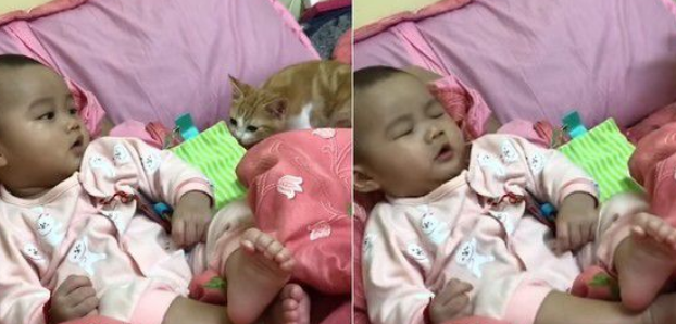 小奴才不很识相大到离谱喷嚏吓得幼猫然后滚到镜头外(图1)