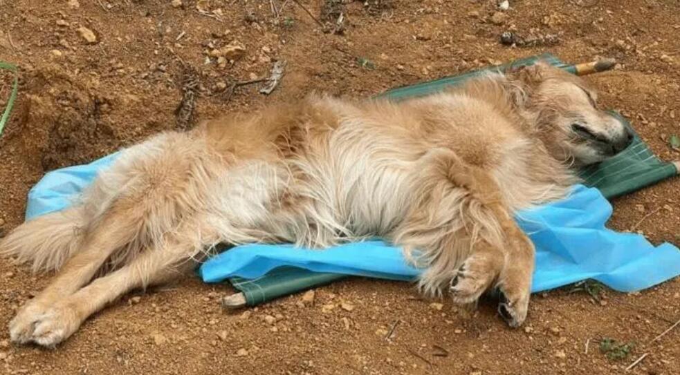 狗狗这种普遍的“死因” 主人家要高度重视过来了(图1)