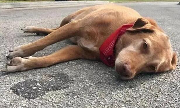 狗狗这种普遍的“死因” 主人家要高度重视过来了(图2)