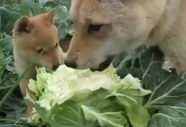 狗狗美毛的食物有什么 有什么食物也能给狗狗美毛？(图2)