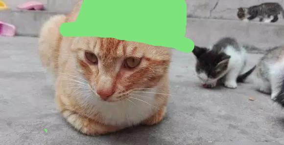网友家猫咪生小猫 猫爸爸赶进来看孩子 八只小猫就没一个像他！(图1)