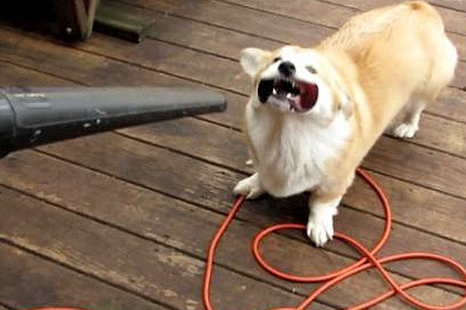 狗和用饮用水冼澡 狗狗用冷的饮用水冼澡是可以吗？(图1)