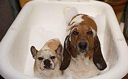 狗和用饮用水冼澡 狗狗用冷的饮用水冼澡是可以吗？(图2)