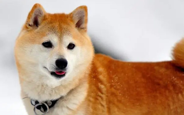 如何能够顺利的给小狗换犬粮？快来看看吧吧(图2)