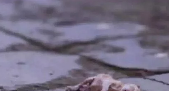 流浪猫拉住路人 路人见到它叼出一物时 路人红了眼(图2)