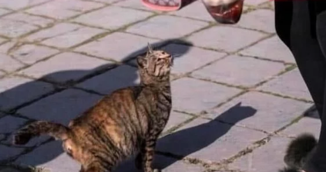 流浪猫拉住路人 路人见到它叼出一物时 路人红了眼(图1)