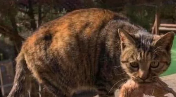 流浪猫拉住路人 路人见到它叼出一物时 路人红了眼(图3)