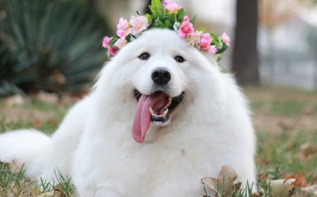 萨摩耶性格好不好以前萨摩是这样的小可爱！(图1)