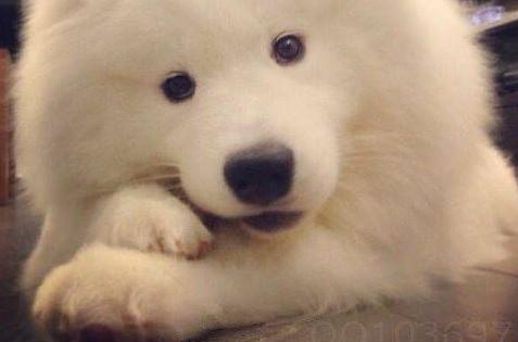 萨摩耶性格好不好以前萨摩是这样的小可爱！(图2)