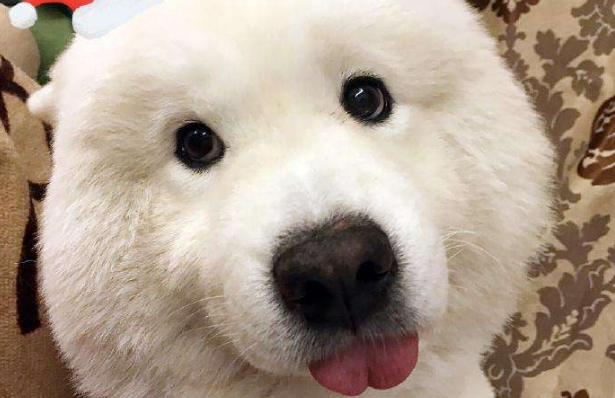 萨摩耶性格好不好以前萨摩是这样的小可爱！(图4)