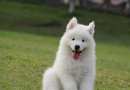 萨摩耶性格好不好以前萨摩是这样的小可爱！(图3)