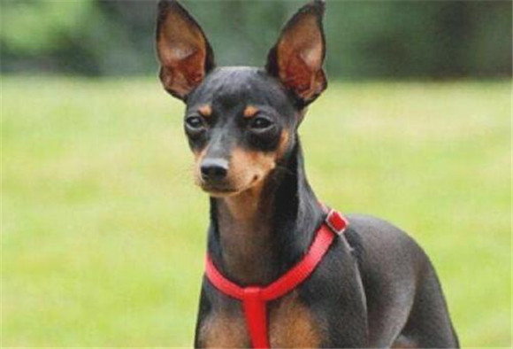 “战斗能力”最強的几类小型犬 的很很容易咬别人(图1)