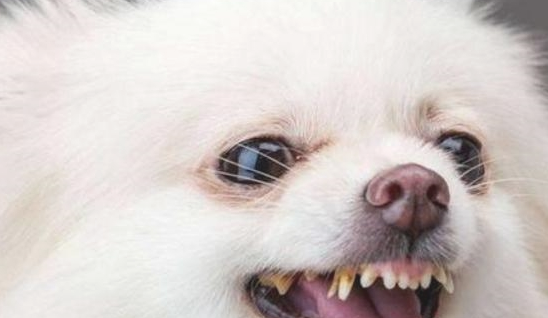 “战斗能力”最強的几类小型犬 的很很容易咬别人(图2)