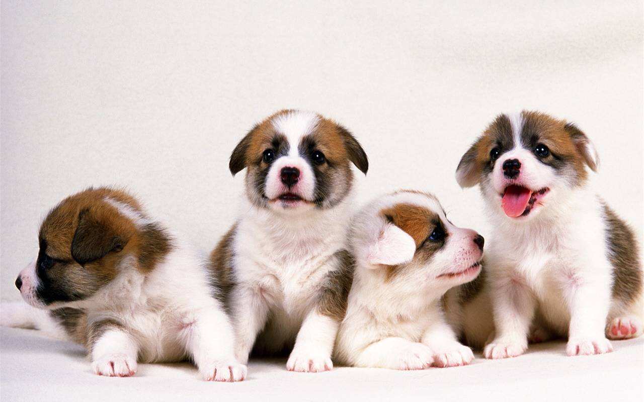 买什么好狗好 你不是有明白的买狗干货(图2)