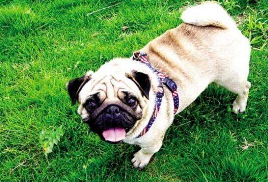 买什么好狗好 你不是有明白的买狗干货(图4)