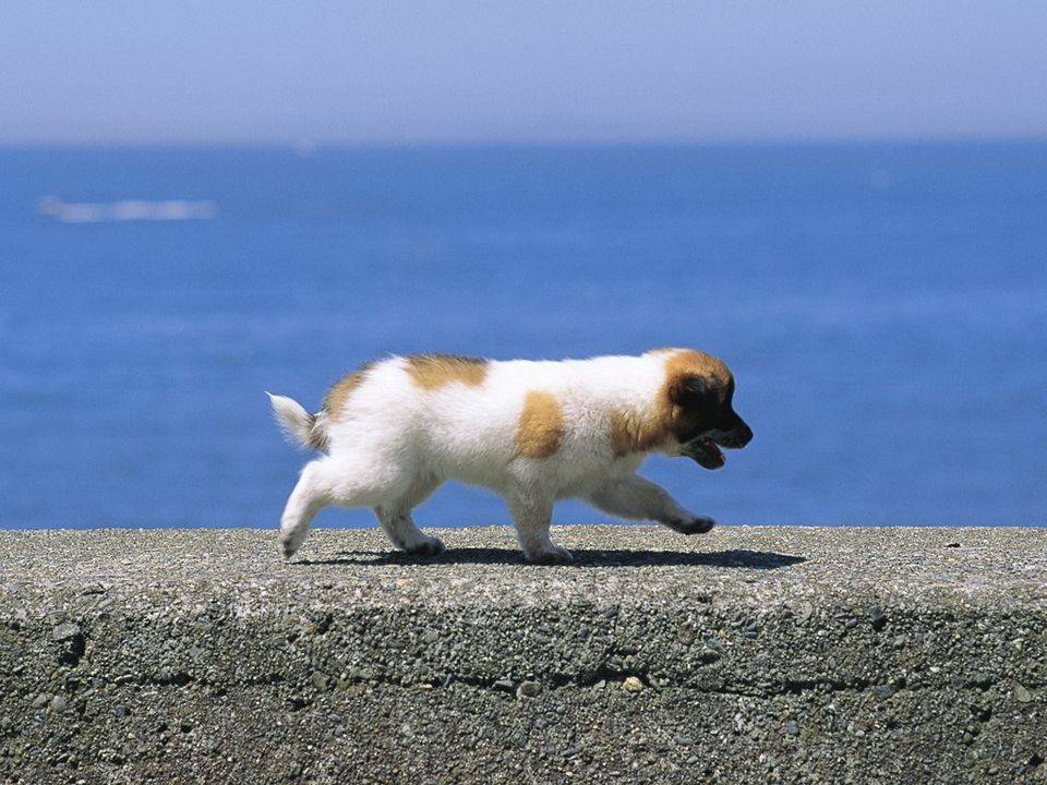 买什么好狗好 你不是有明白的买狗干货(图6)