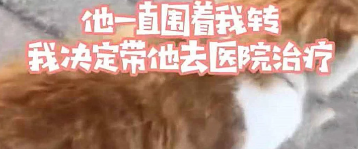 流浪猫身上插着根钢针 以为是恶作剧 看清后滴下了眼泪(图1)