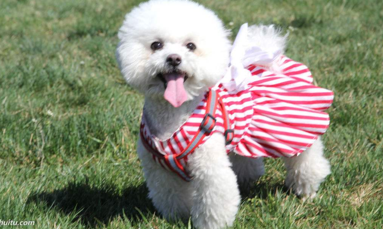 比熊狗崽多少钱 定购需小心需提前做功课(图1)