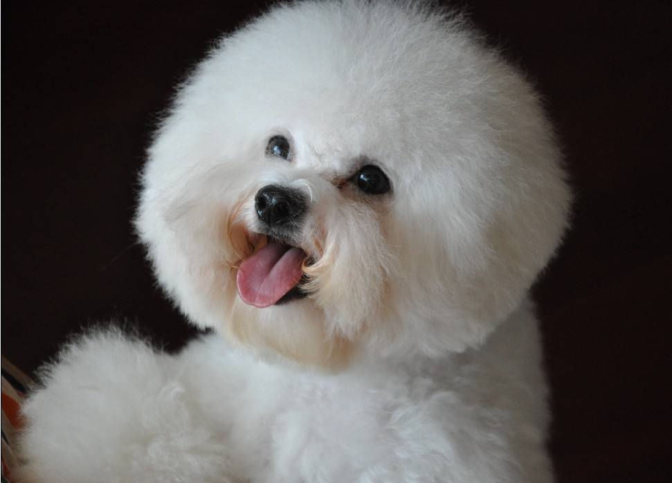 比熊狗崽多少钱 定购需小心需提前做功课(图3)