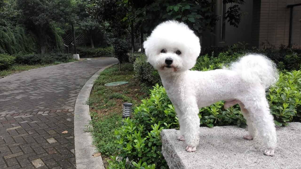 比熊狗崽多少钱 定购需小心需提前做功课(图2)