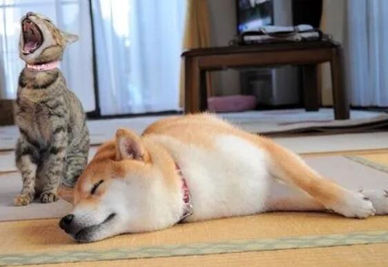 养宠物 无论你多去思考合算 这种东西该换就需要换(图1)