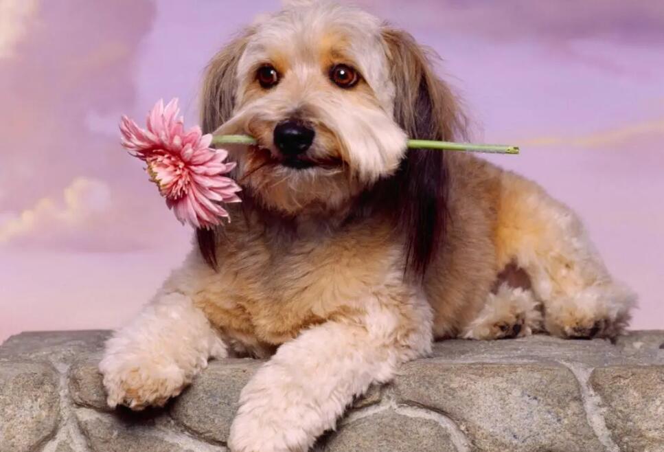 养宠物 无论你多去思考合算 这种东西该换就需要换(图2)